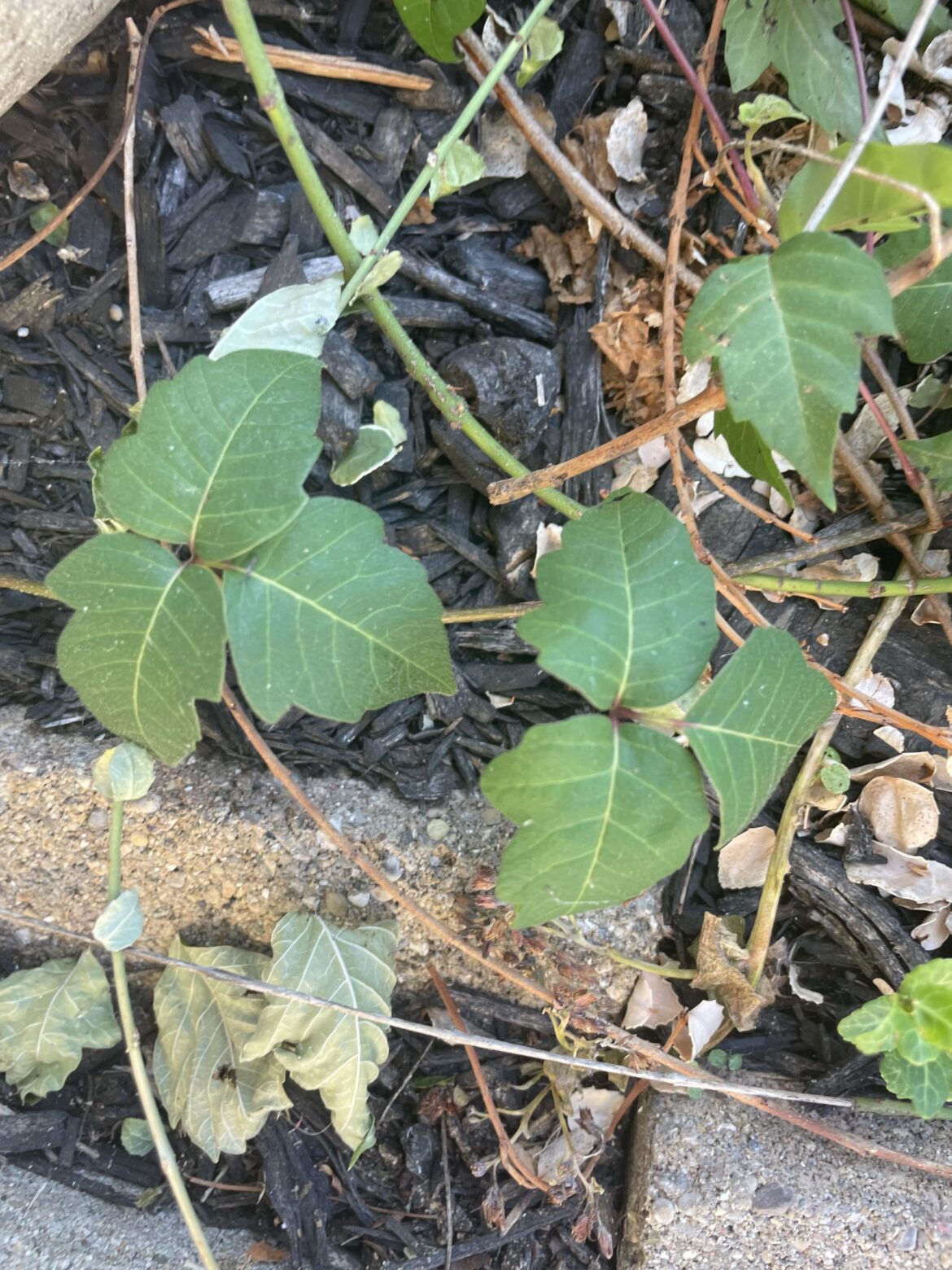 Please identify this plant I have all over my yard.