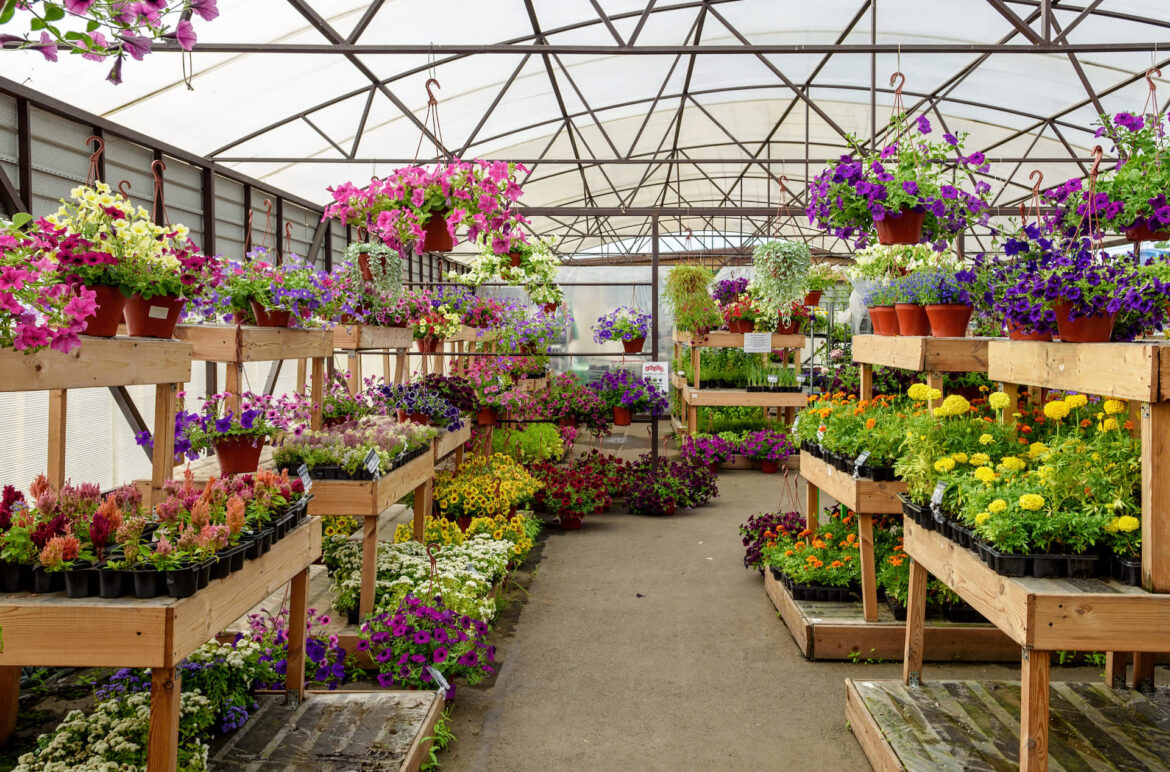 ‘They didn’t even try to hide it’ One shopper pointed out in a post on r/plants that a store painted over plants to make them appear more vibrant.