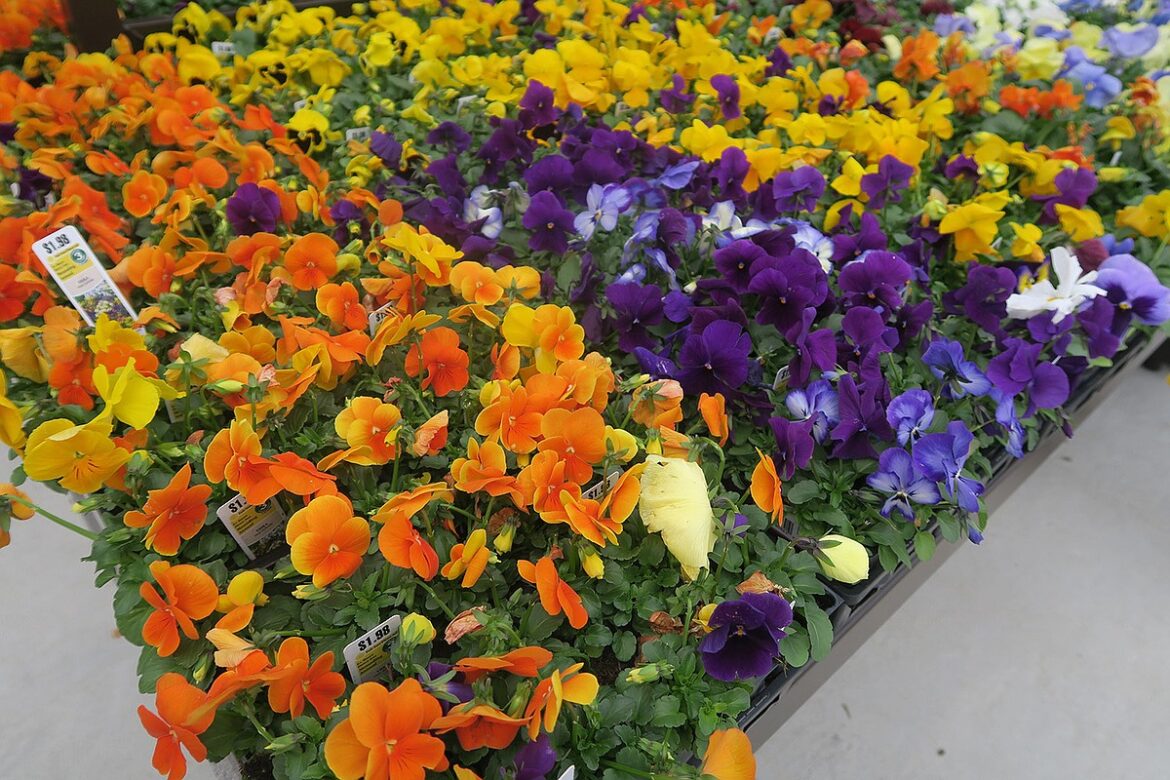 Autumn is a perfect time to add color to the garden – Northwest Arkansas Democrat-Gazette Autumn is a perfect time to add color to the garden - Northwest Arkansas Democrat-Gazette