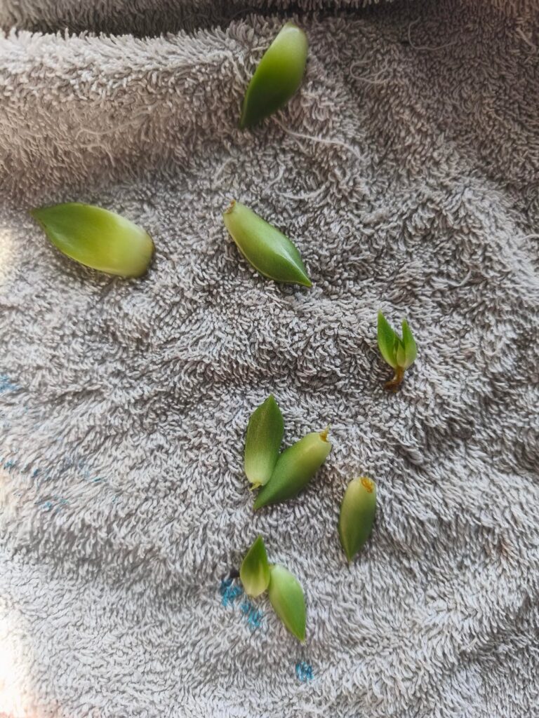Can I propagate these leaf cuttings or are they too far gone?