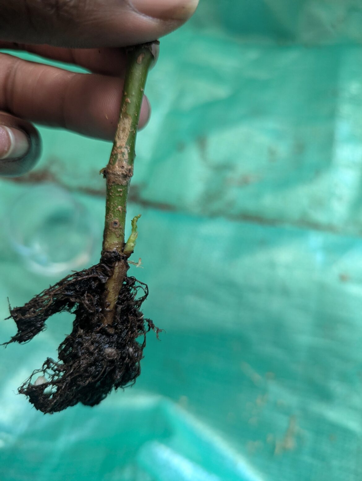 She’s a fighter! She's a fighter!