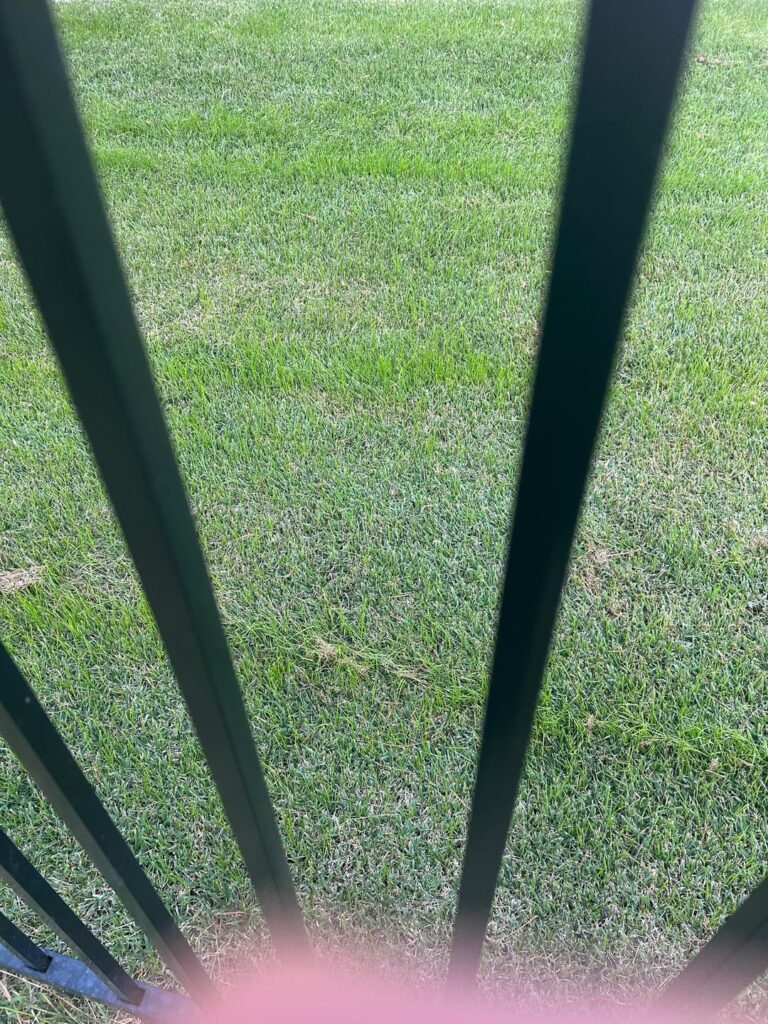 Neighbor has what appears to be fescue popping up all over his zosya?