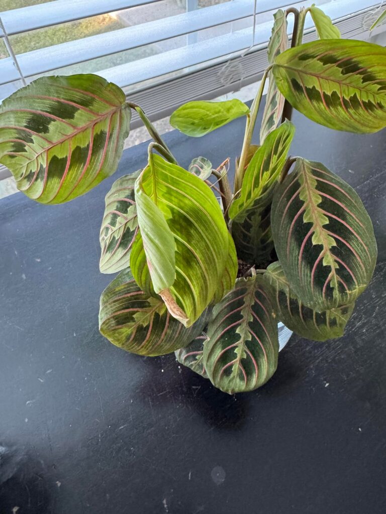 Repot or not? Repot or not?