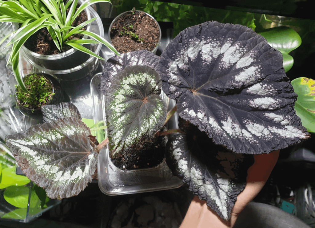 My favourite roadside find, anyone know what it is?