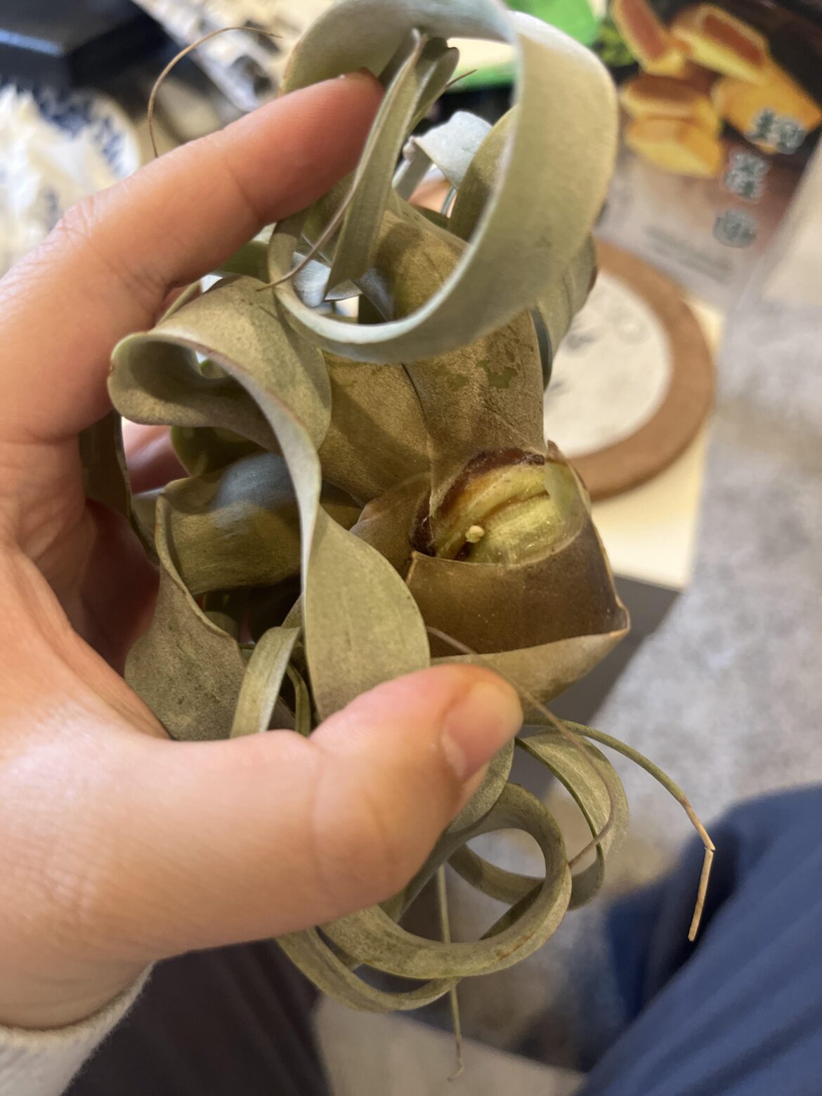 Xerographica rotted two years ago Xerographica rotted two years ago