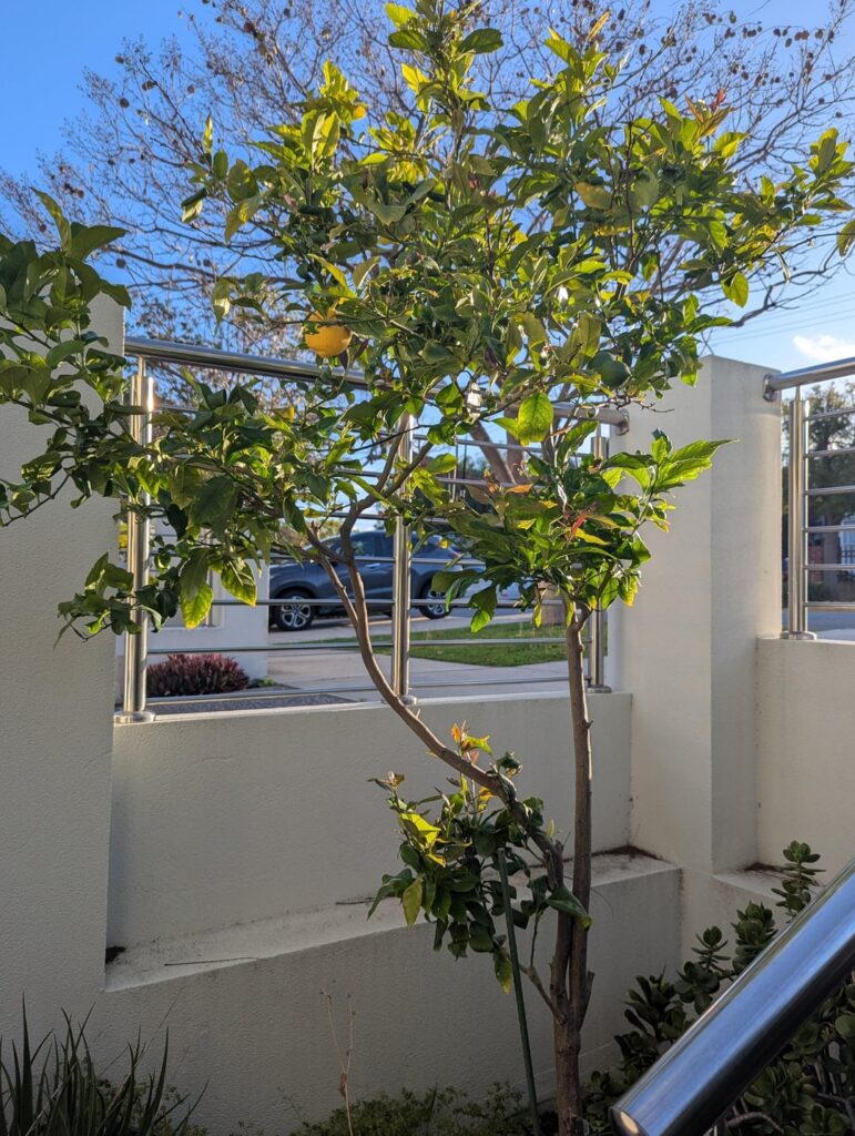 Found gall wasp in this tree in a rental property Found gall wasp in this tree in a rental property