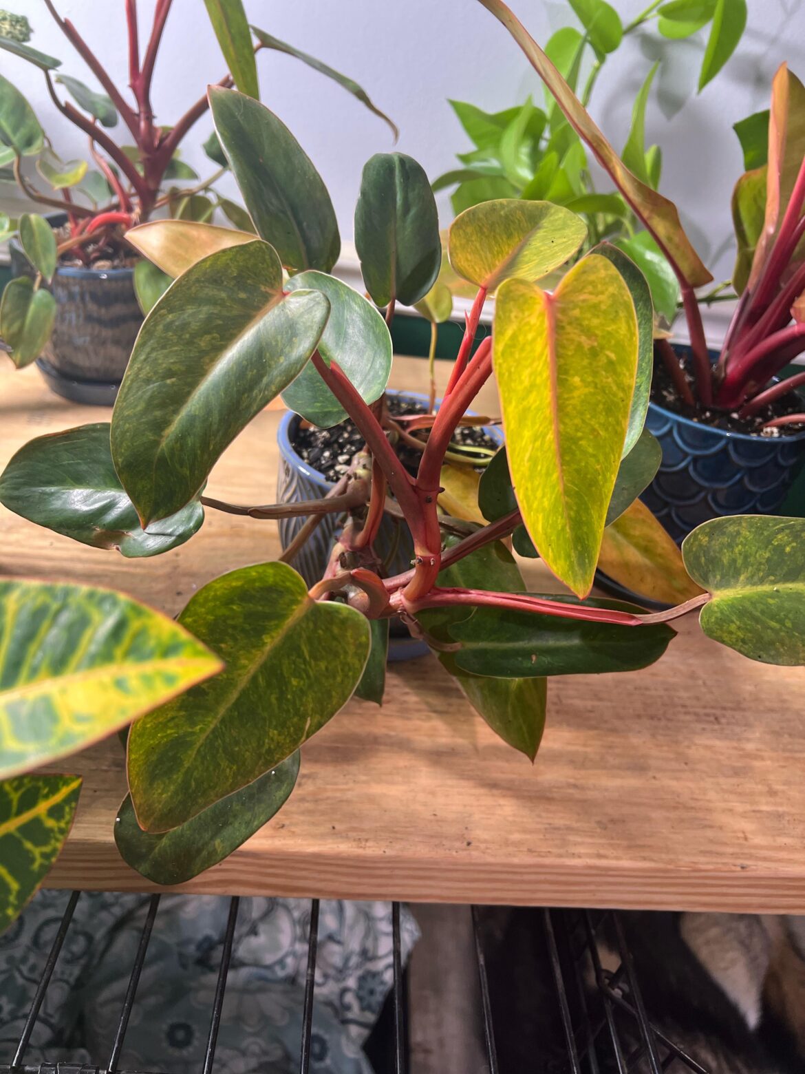 Moss pole for Painted Lady Philodendron