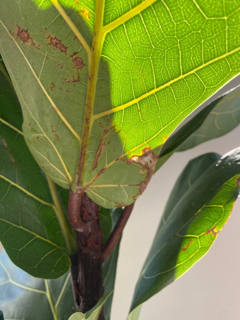 Help, Fiddle in trouble Help, Fiddle in trouble