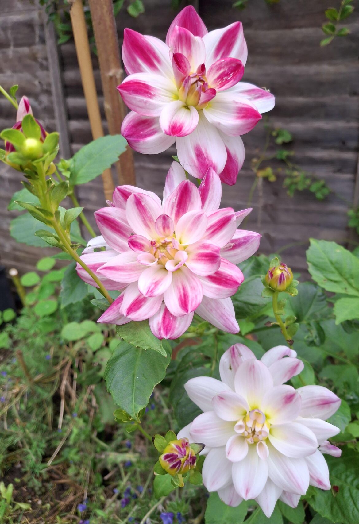 I never released that Dahlia's flowered in October. A great flower to have just after the summer.