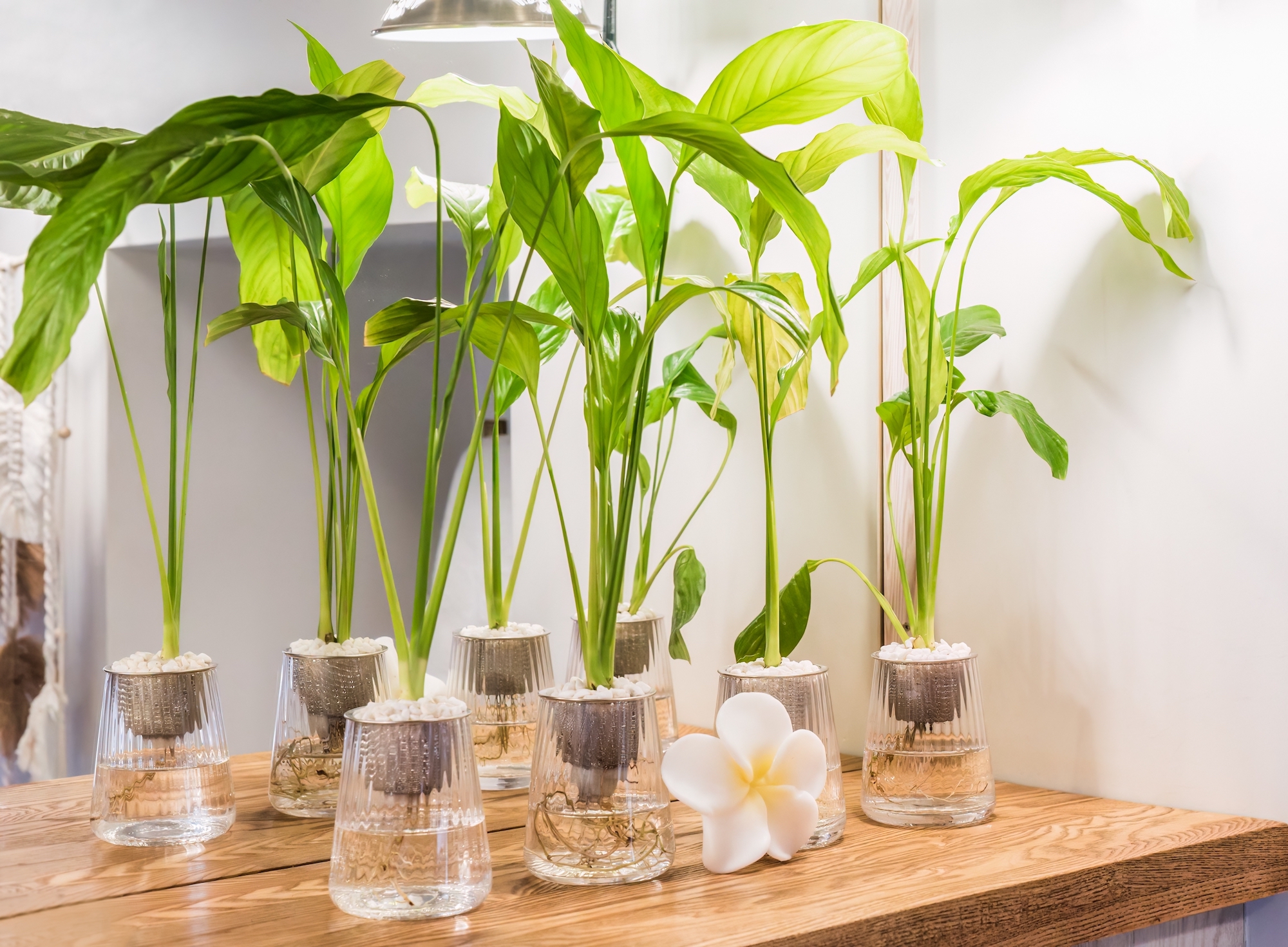 Peace Lily plants growing in Water