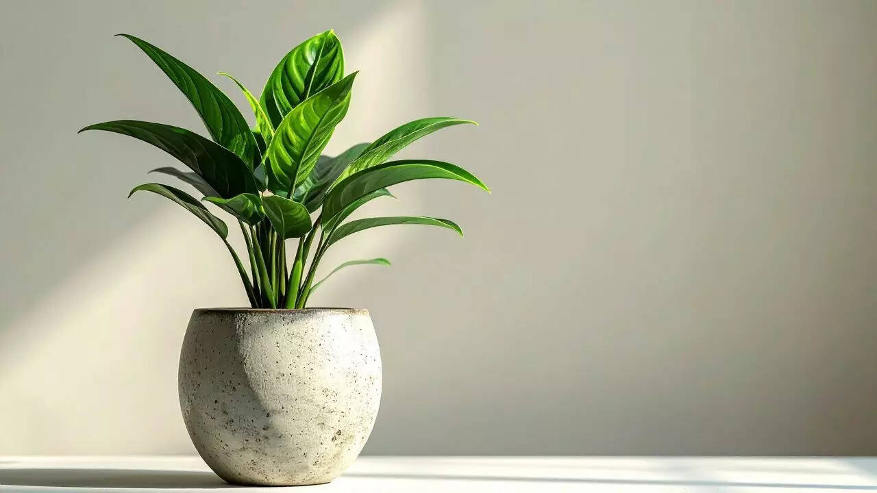 Peace lily