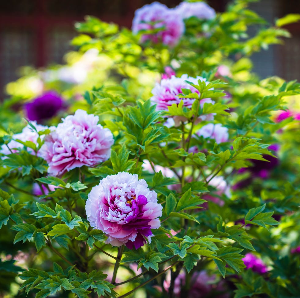 peony flower in the garden