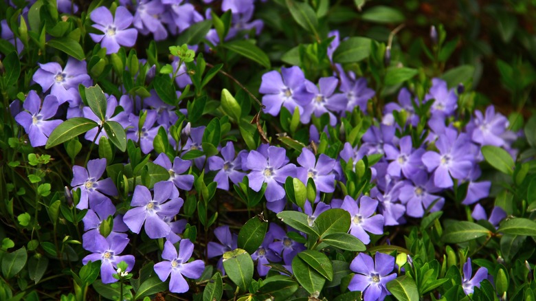 Bluish-lavender periwinkle flowers in bloom