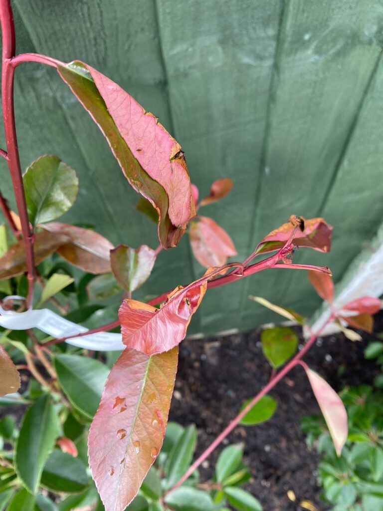 Help with Red Robin Photonia that’s not looking too healthly Help with Red Robin Photonia that's not looking too healthly