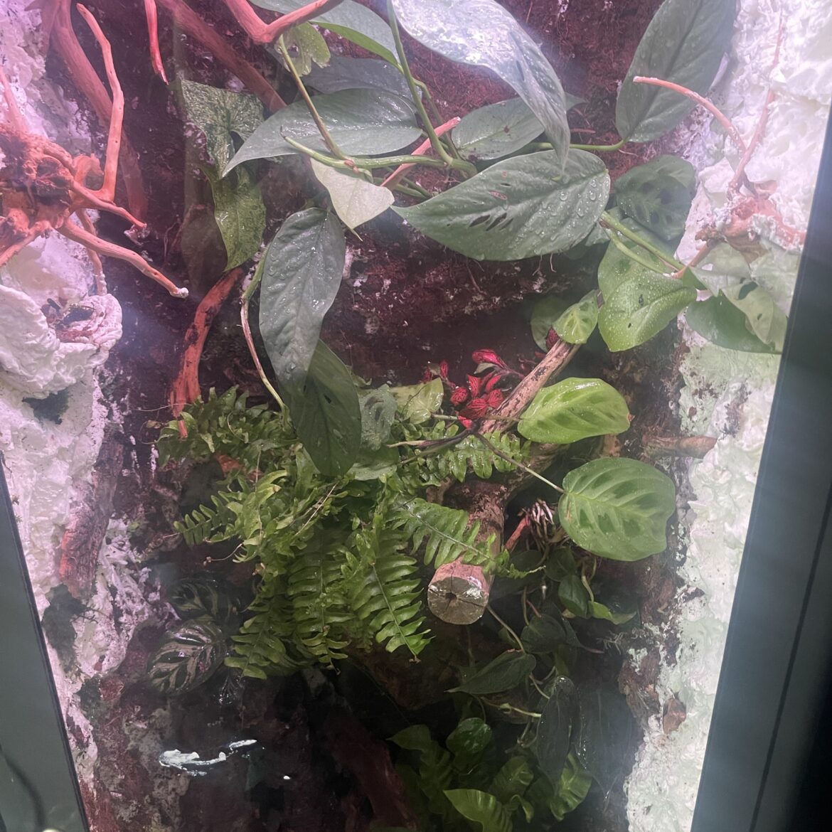 How would you cover the expanding foam? How would you cover the expanding foam?