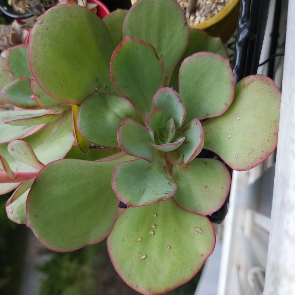 Echeveria sp. Huautla L98/58 Echeveria sp. Huautla L98/58