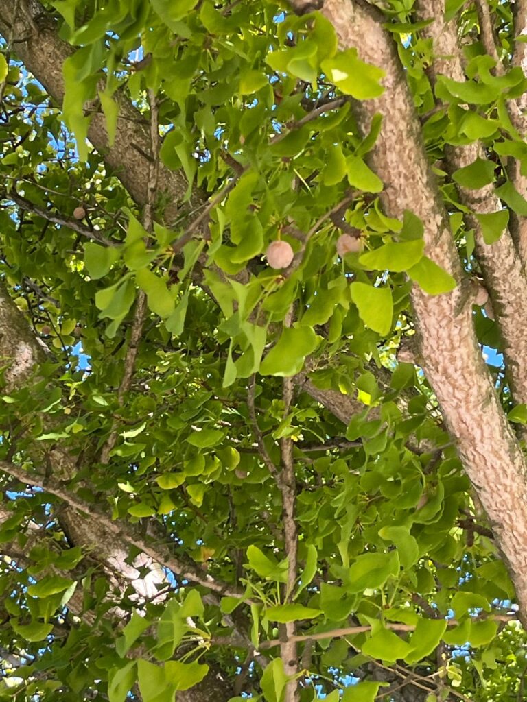 Growing Ginkgo biloba trees from seed is best for the species survival long term Growing Ginkgo biloba trees from seed is best for the species survival long term