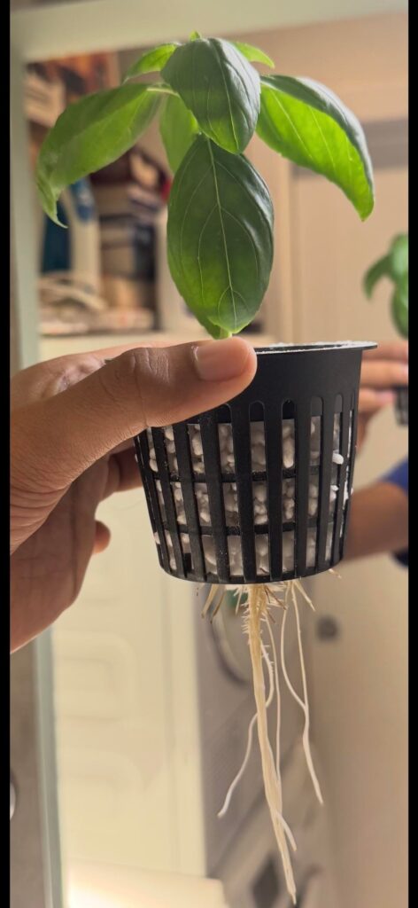 Root rot?