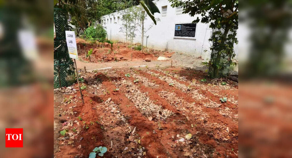 Rains delay start of kitchen gardens in DK schools | Mangaluru News