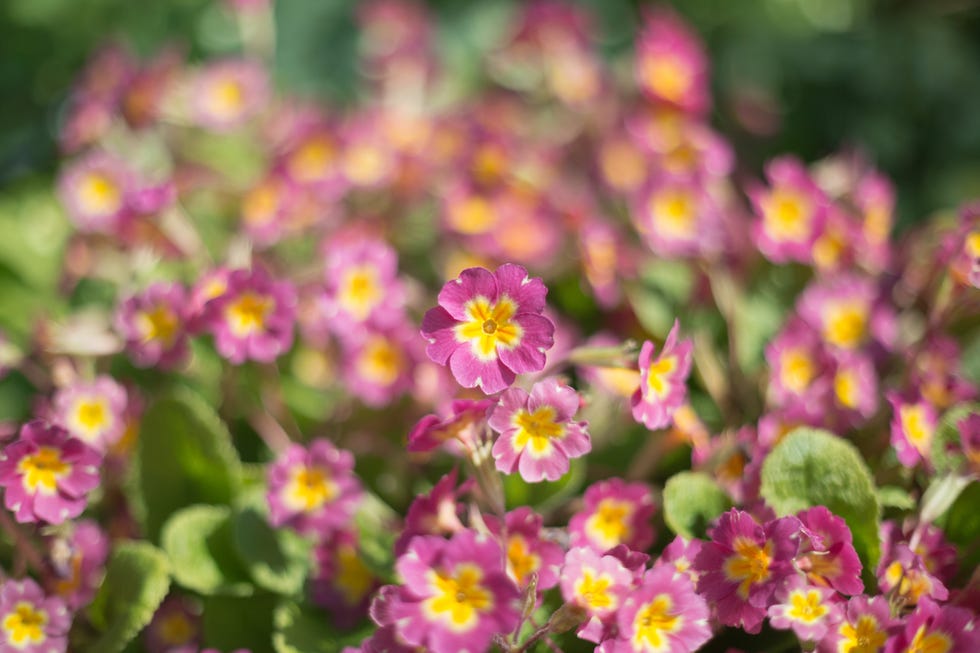 close up, very limited depth of field image of the blooms of a clump of pink coloured primulas, growing informally in my rural cornish garden in spring. they have been there a very long time and are probably self seeded.