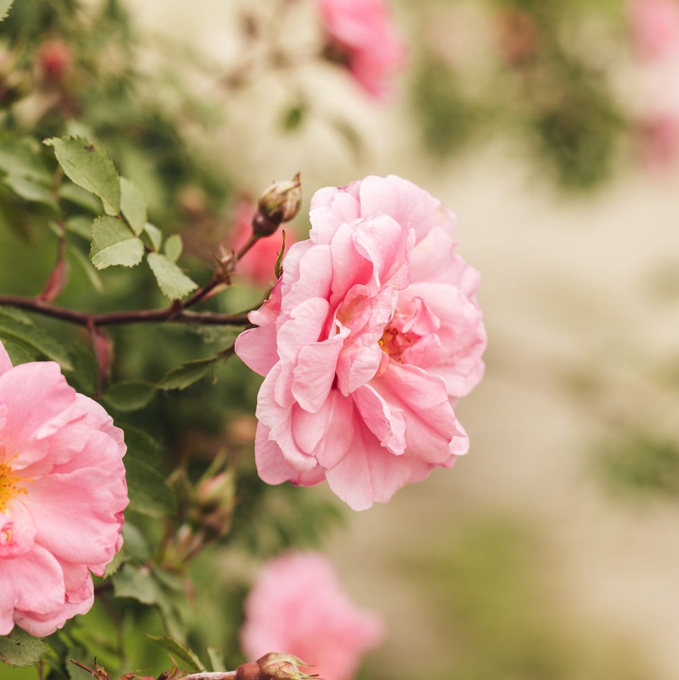 pink rose bushes