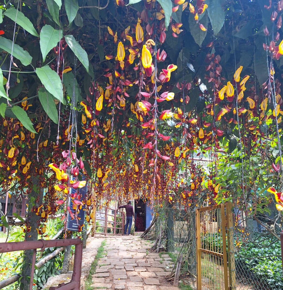 Walking through nature's chandelier. The flowers decided to put on a show!