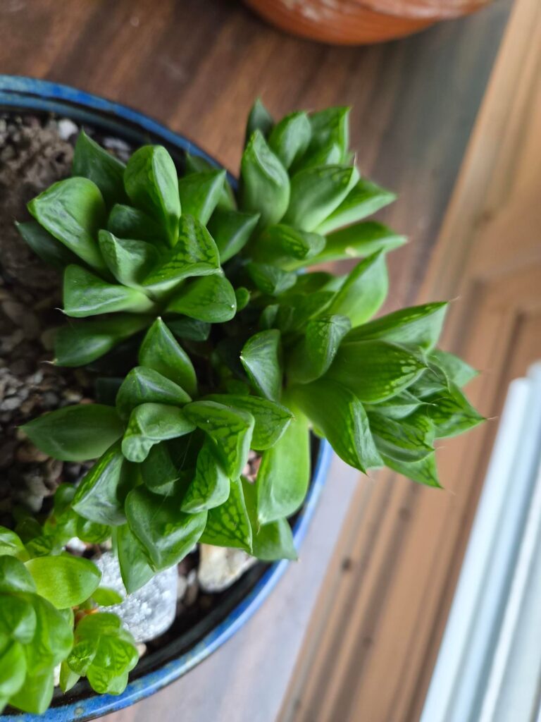 Are my haws etoliated?