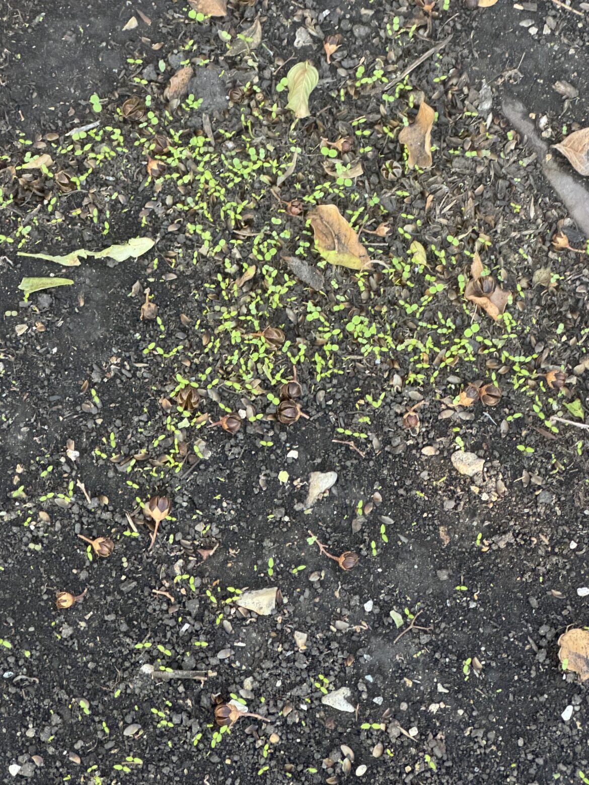 Any guesses what these little sprouts are?