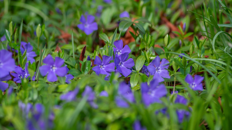 creeping myrtle can be used as groundcover