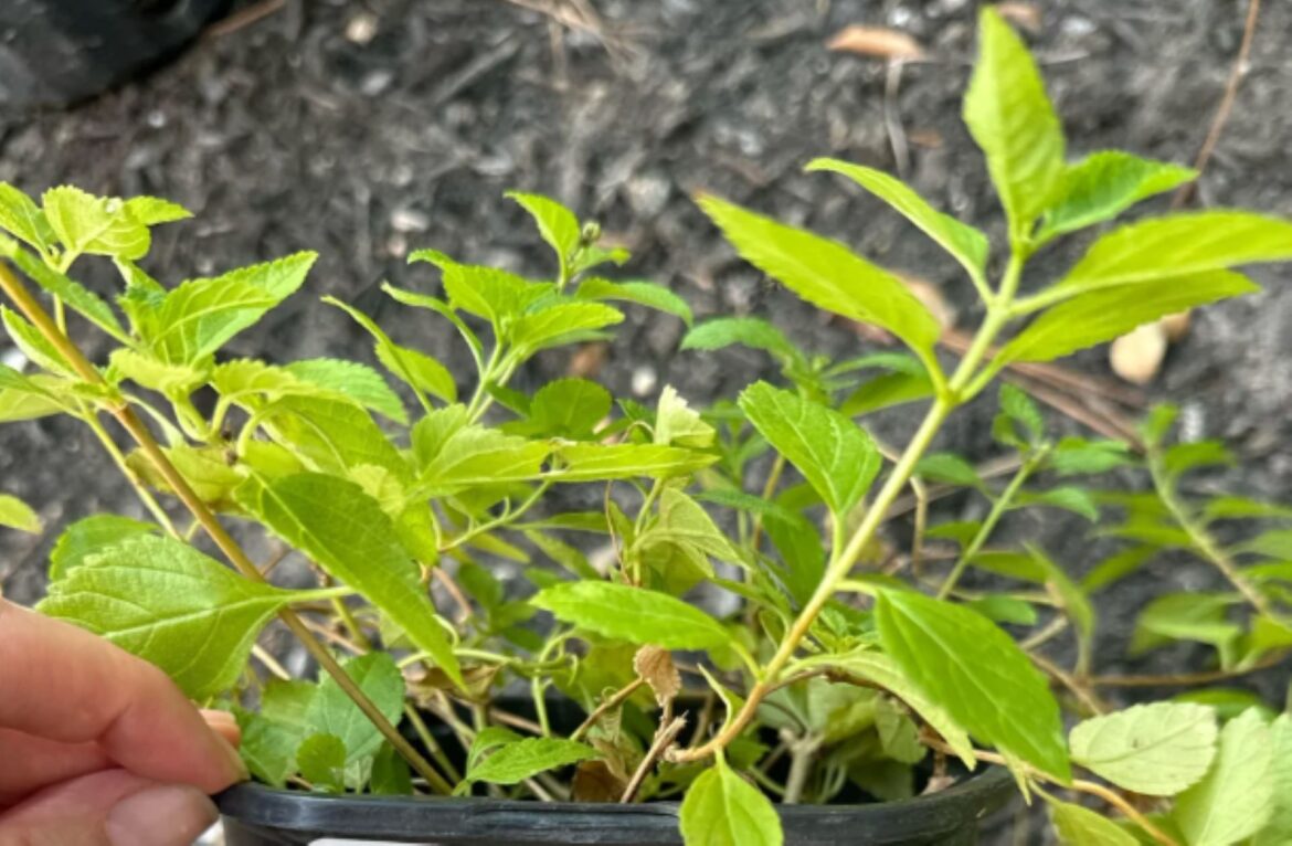 Gardener distressed after learning truth about seemingly innocent plant purchased at big box chain: ‘Kill it’ Other Redditors were quick to warn the original poster.