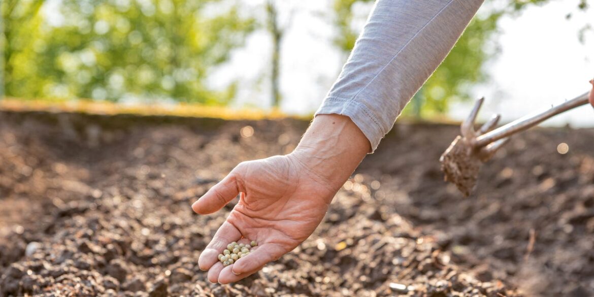 Don’t Overlook This Classic Crop – Plant It Now For A Head Start On Next Spring’s Harvest