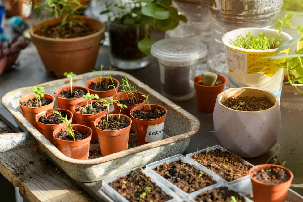seedlings planted in pots on a nursery table