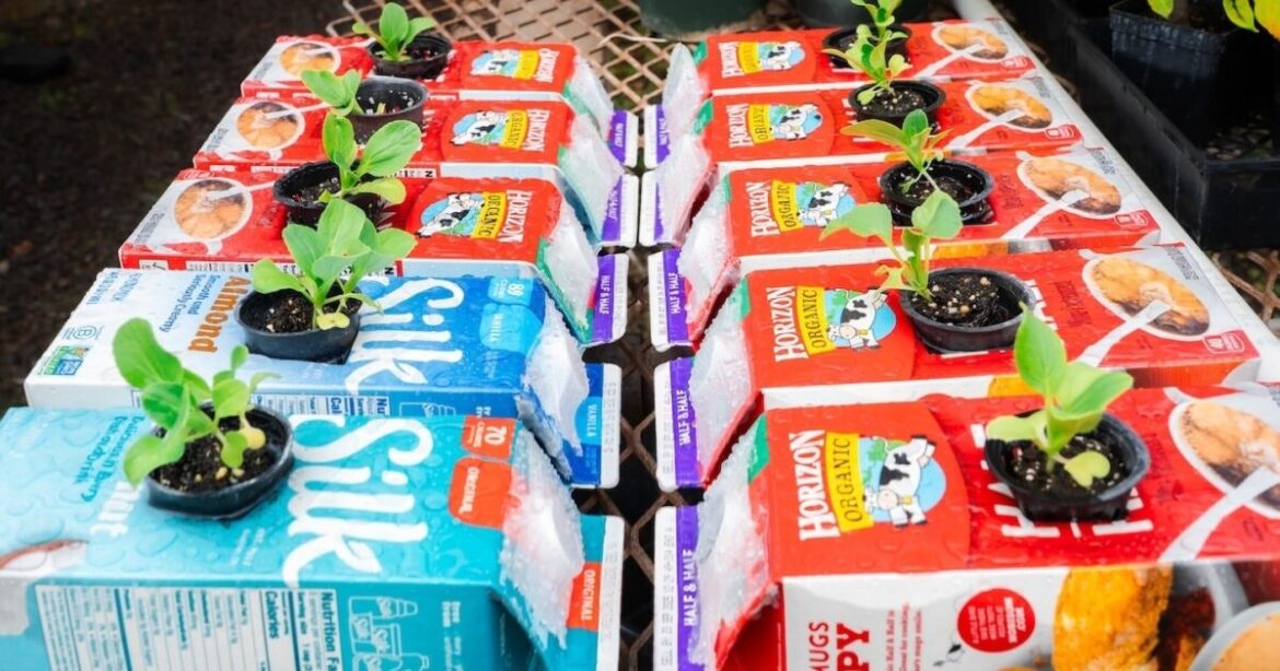 tomatoes, lettuce, basil and more! Aloha State Daily logo