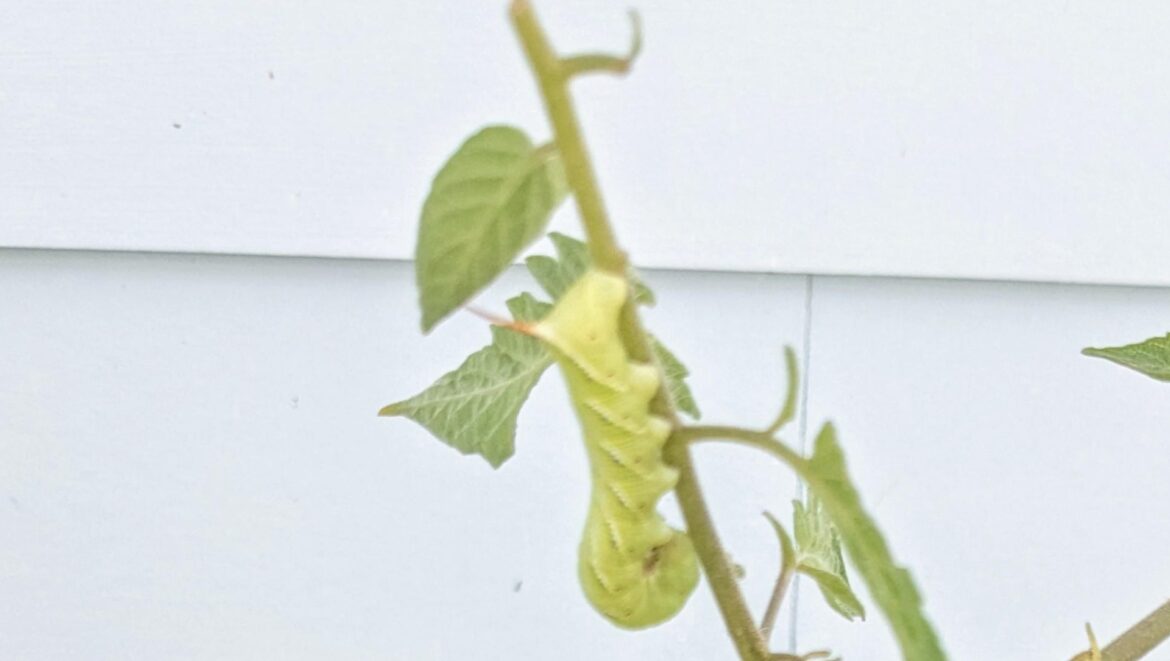 ‘I wanted to share my trick’ "Great idea."