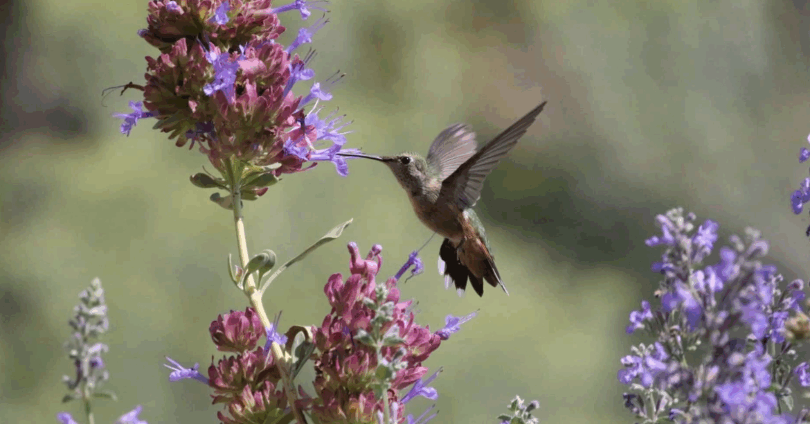 How to Create a Pollinator-Friendly Balcony Garden Before Winter How to Create a Pollinator-Friendly Balcony Garden Before Winter