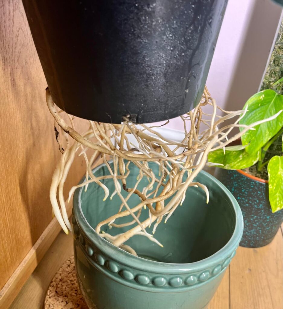 Can I just trim back these roots escaping the pot? Can I just trim back these roots escaping the pot?