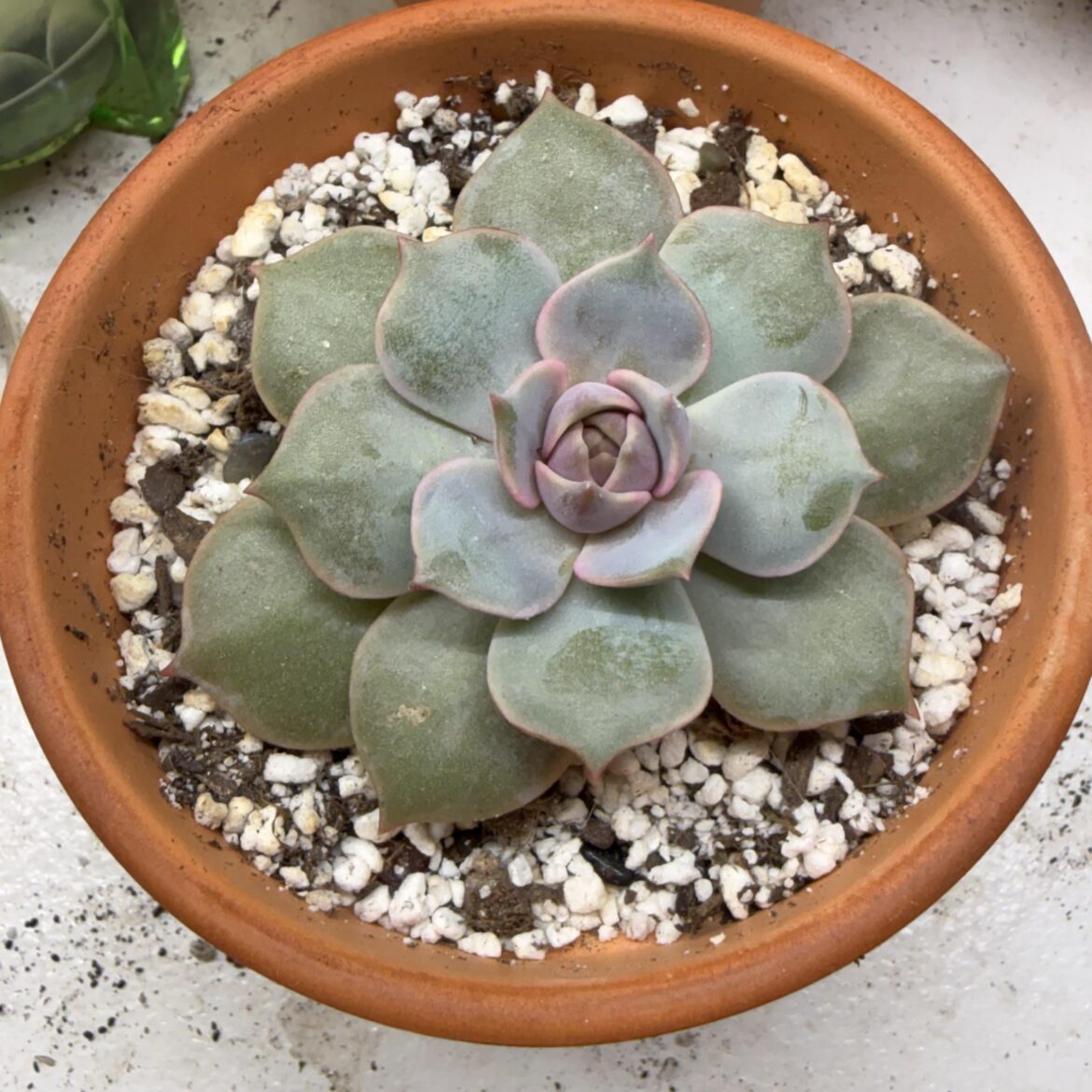 What kind of succulent is this? I can’t find a solid answer on google.