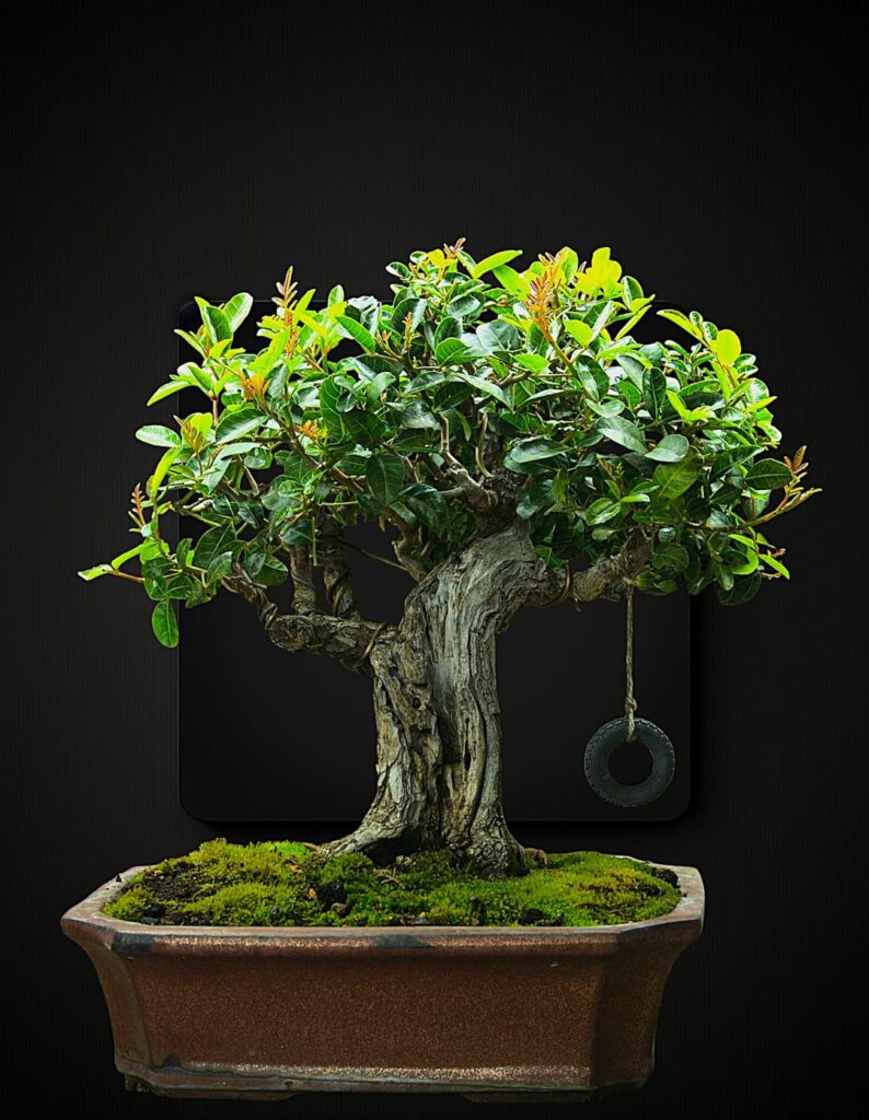 The structure of branches I've built in this brazilian pepper tree over the last 3 years....