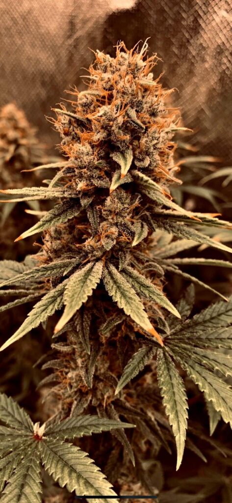 Ak47 60daysF