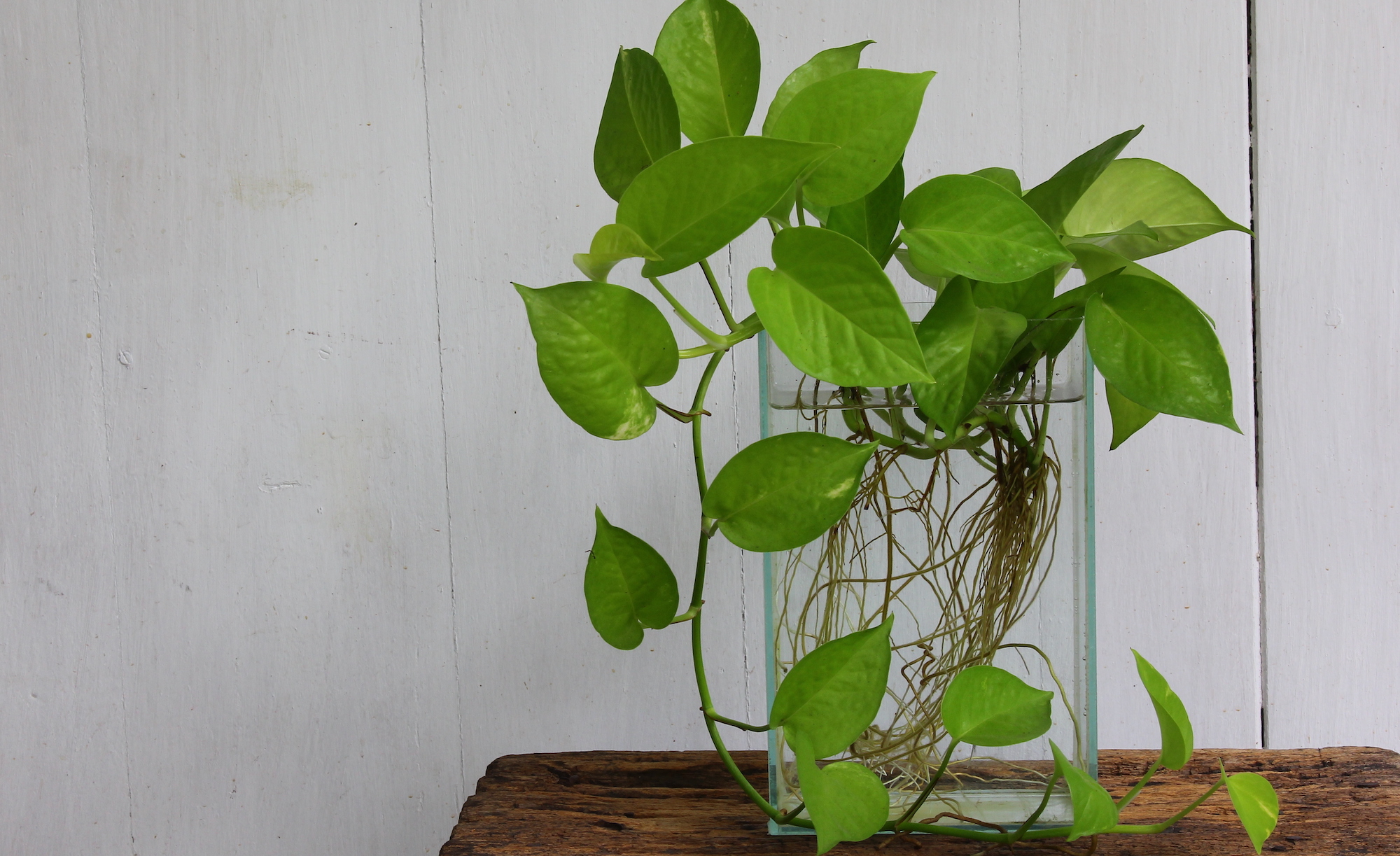Golden pothos in glass container growing in water