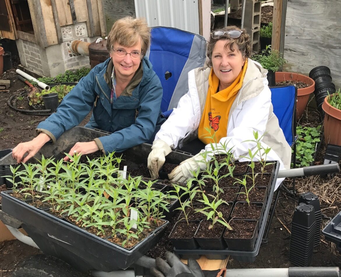 potting milkweed
