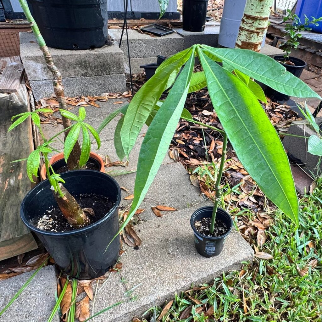Excited about my money plant propagation Excited about my money plant propagation