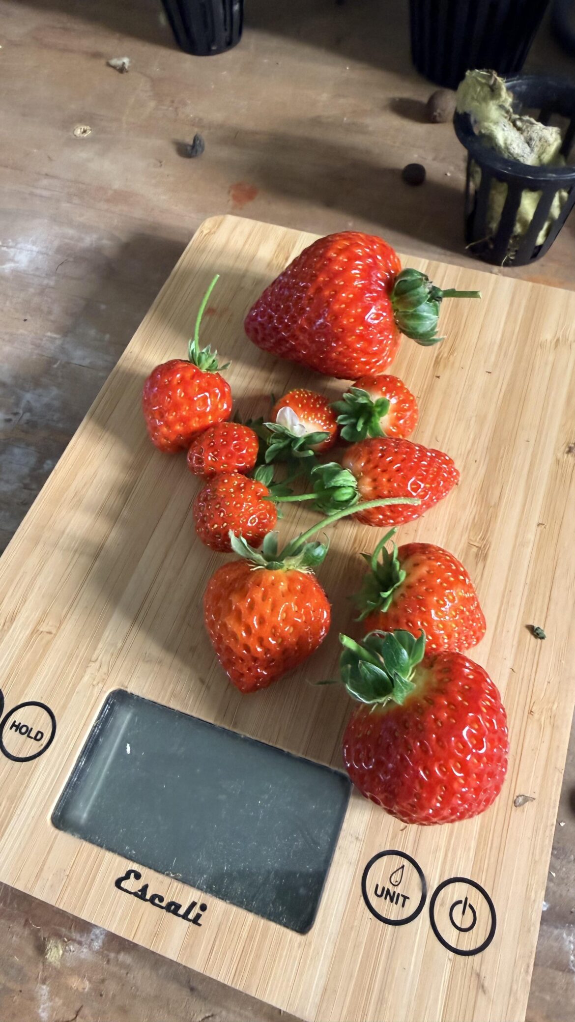 Starberry harvest