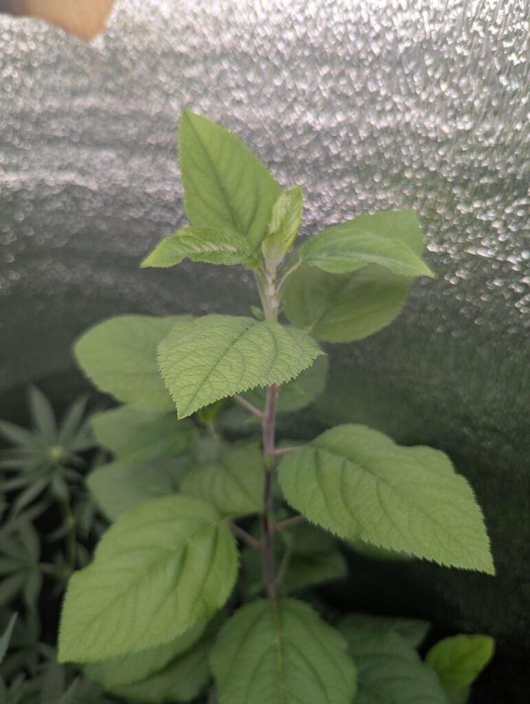Any idea what this is? It showed up in an empty pot