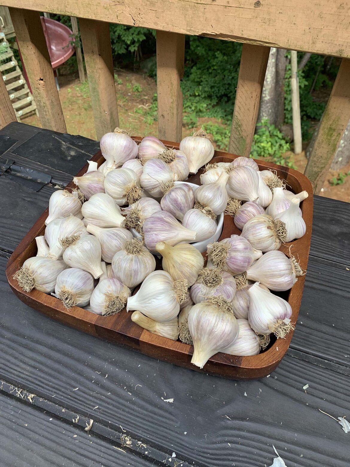 Get your garlic in the ground for Halloween! – Rhody Today Get your garlic in the ground for Halloween! – Rhody Today