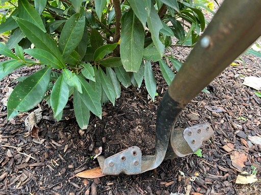 Transplanting shrubs: Timing and technique for a thriving garden This Oct. 14, 2025, image provided by Jessica Damiano shows a shovel plunged into soil around a cherry laurel shrub. Gardeners can transplant spring- and early summer-blooming plants like cherry laurel in fall but should wait until spring to relocate late-summer and fall bloomers. (Jessica Damiano via AP)