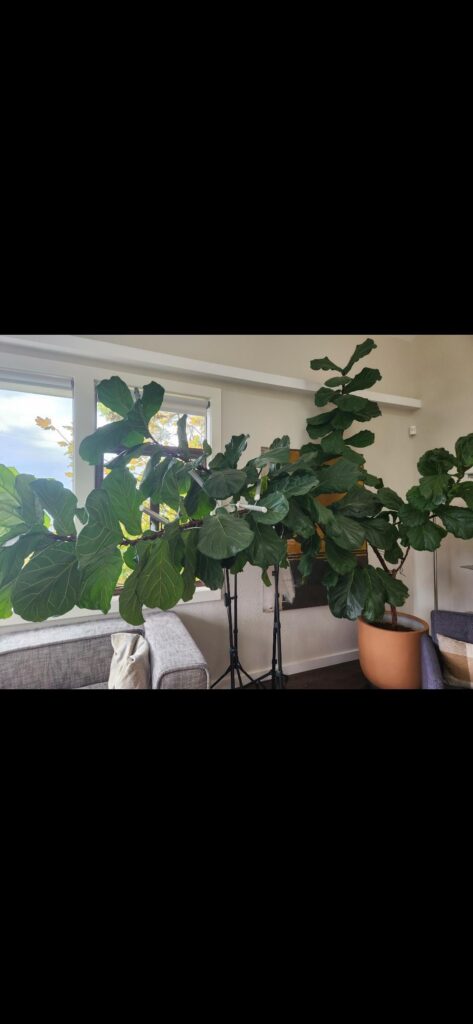 Fiddle Leaf Fig Pruning Help