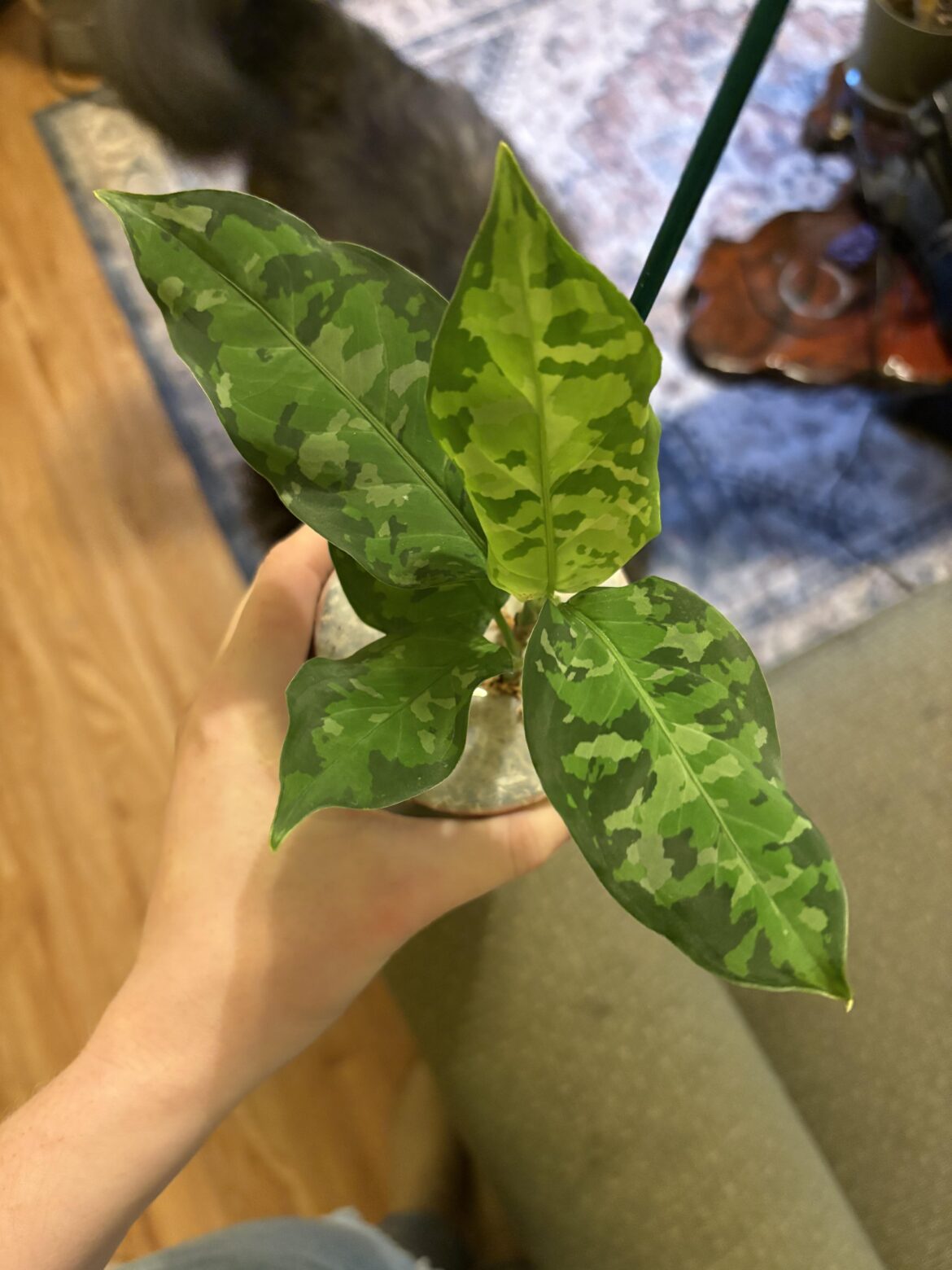 Husband got me my dream plant for our anniversary!