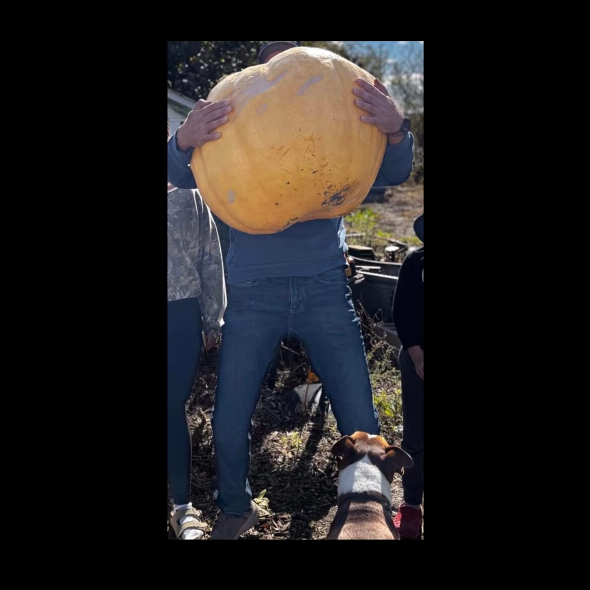 Briercrest gardener grows gigantic 140-pound pumpkin – DiscoverMooseJaw.com Briercrest gardener grows gigantic 140-pound pumpkin - DiscoverMooseJaw.com