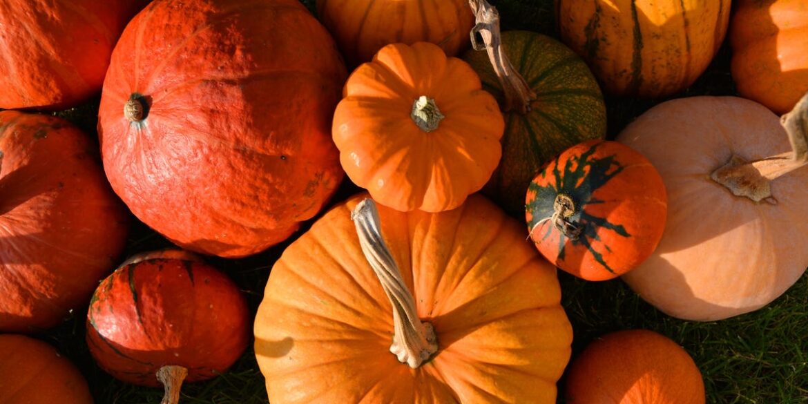 The Halloween Pumpkin Mistake To Avoid In Your Garden This Weekend The Halloween Pumpkin Mistake To Avoid In Your Garden This Weekend